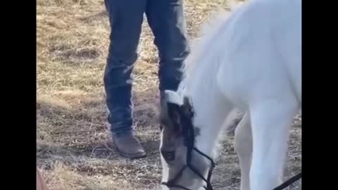 Horse SOO Cute! Cute And funny horse Videos Compilation cute moment #21