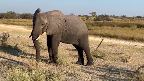 Elephant eating in Moremi Game Reserve