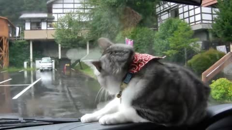 Cat Has Fun While Playing With Windshield Wipers