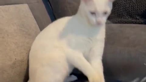 Cat Gets Sucked By A Vacuum