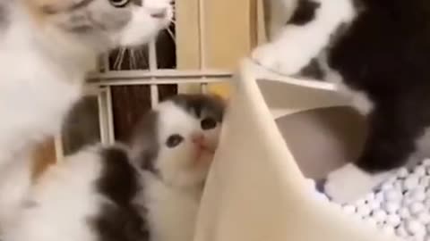 Hilarious cats and dogs video compilation😹😹