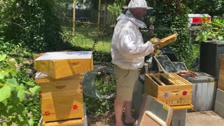 BEE HIVE INSPECTION