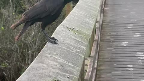 #Crow #nature #birds#Pa-hay-okee# Everglade national park