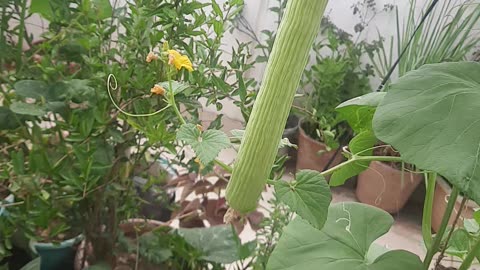 Farming on Roof