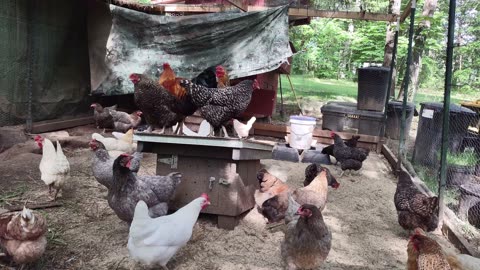 Up close and personal with chickens.