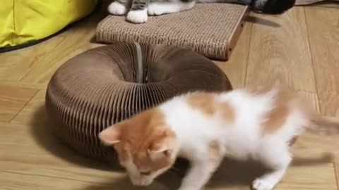 Little Kitten discovers frog for the first time #catvideos