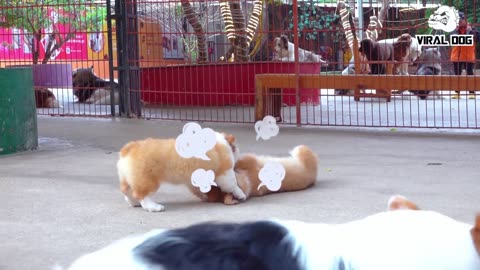 Funny Dogs fight 😂😂😂