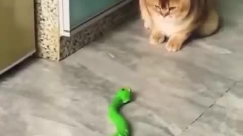 Funny animals video