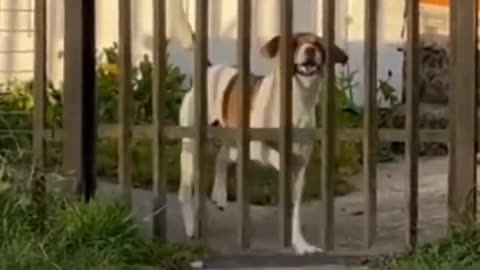 Dog funny videos 2023