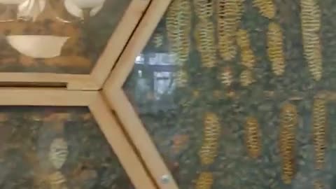 The man has transparent beehives in his house