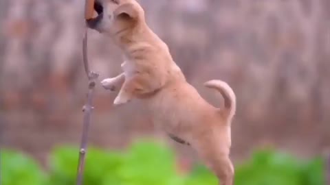 Beautiful puppy playing for eating food.