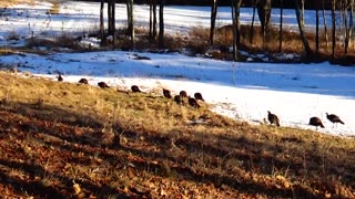 Wild Turkeys