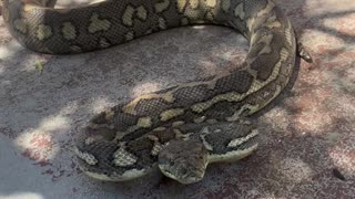 Massive Carpet Python Bites Snake Catcher