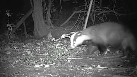 Badger captured on Nightvision motion camera