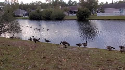 Geese Everyone, Geese!!!