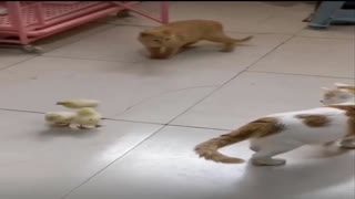 A cat playing with chicks