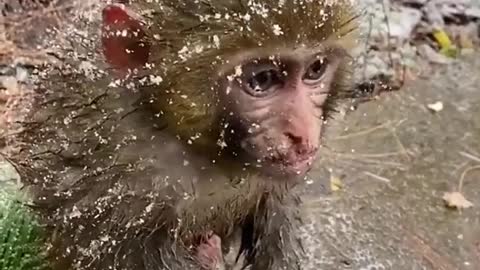 Hungry baby monkey in winter🐒🐒☃️