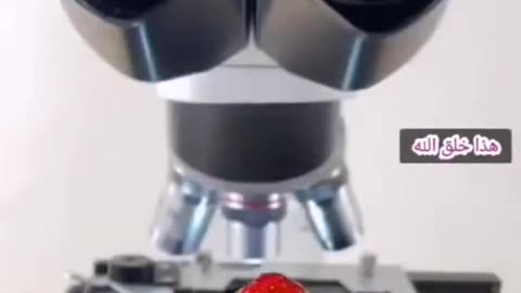 Unbelievable thing under Microscopy