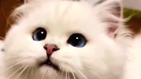 Cute Cat