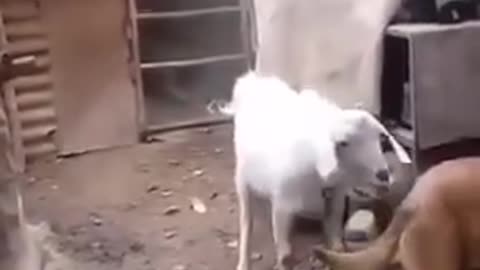 Dog and Goat funny video