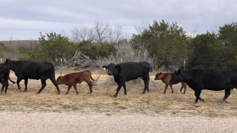 The cows are out for a morning run!