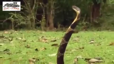 King Cobra