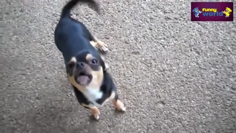 "Hilarious Dogs Responding to Different Languages - Funniest Video Compilation"