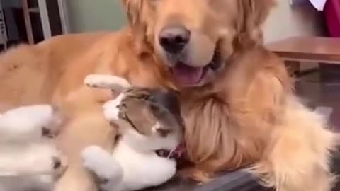 Cat don't want to be hugged by dog