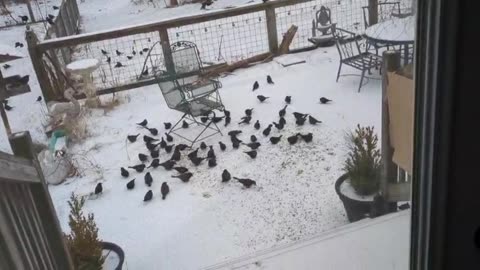 Wicket Yorkie Dog Watches Flock of Birds in The Snow