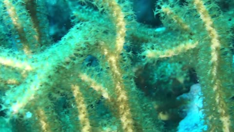 Closeup View of Whip coral - no sound