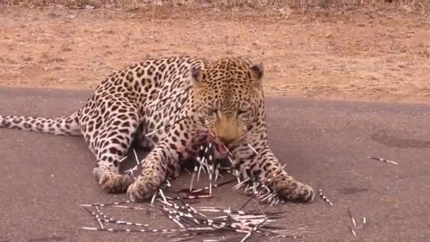 Baboon's Fatal Mistake! Baboons Kidnaps Lion Cub And The Savage Revenge Of Lion Family