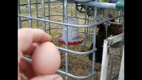 Chickens First Egg