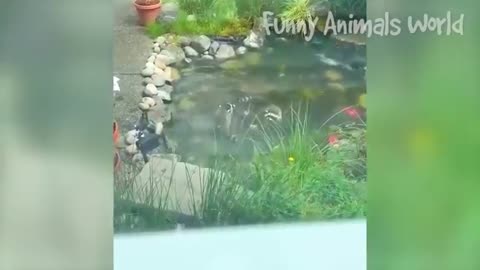 Best funny dogs and cats animals video funniest😀😂🤣😃😄😅