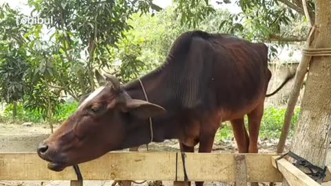 Have you ever heard the sound of a cow? Click on the video and hear the sound in a new way.