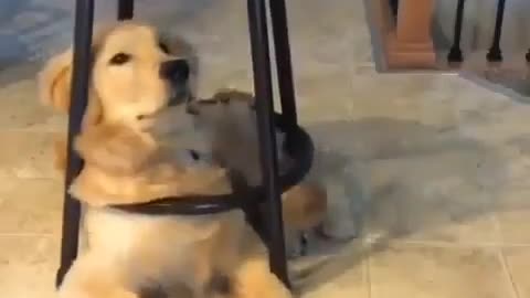 He is so cute🐶 sitting under the chair