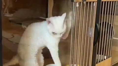 cat escaping from prison