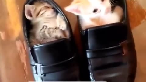 Cats baby playing shoes