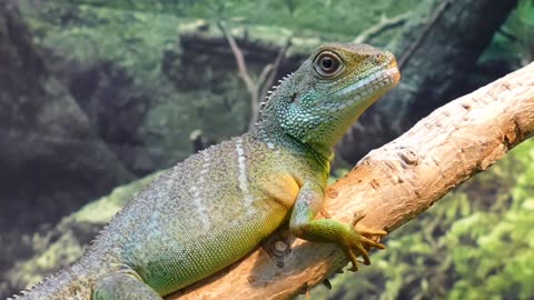 Chinese water dragon