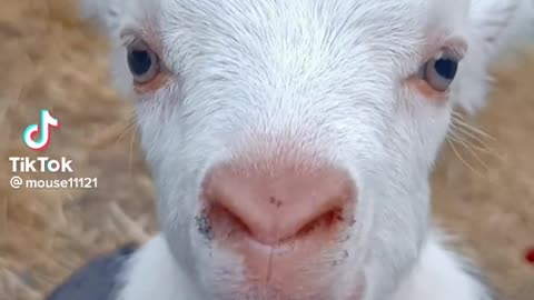 Funny goat