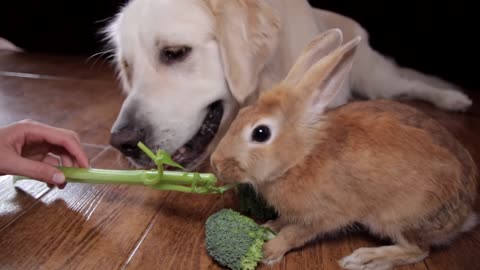 Dog and Rabbit Eat Vegetables Together [Cuteness Overload]