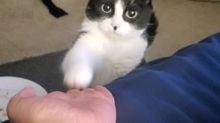 Very smart cat saying hi