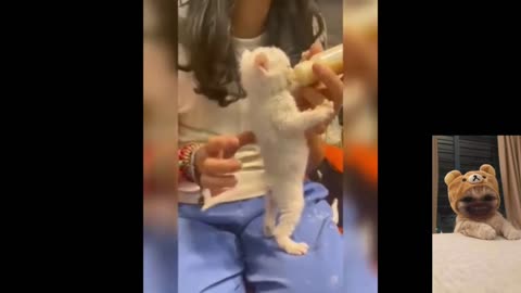 funniest and cutest baby animals video compilation 🥳 moment of the animals #funny 2023