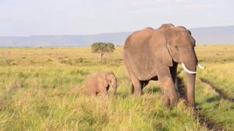 Mother and baby elephant adorable scene caught on camera in African jungle.