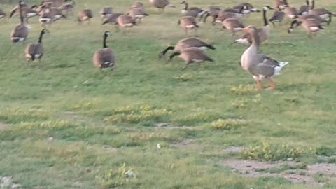 Geese gone mad