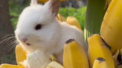 Rabbit eat banana