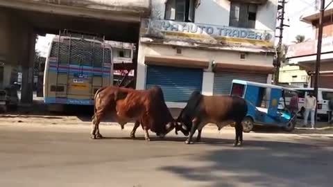 Bull fights. Which will win??Write in comment and enjoy..