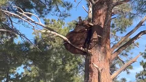 Chicago Man Meets a Bear