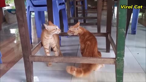 Cats Fighting and Meowing - These Two are Bloody Brothers