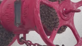 Beekeeper Easily Remove Bees