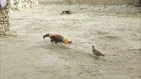 R ooster and chicken Vs Tiny Grey Francolin- fanny video.Video